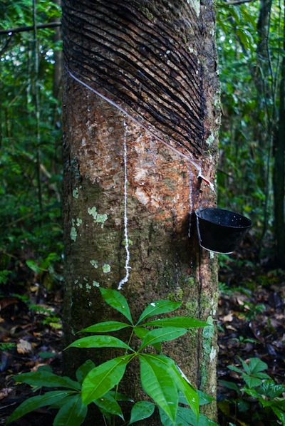 Rubber-harvest-the-Amazon
