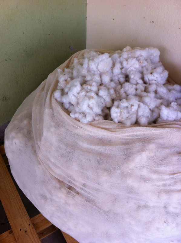 Organic_cotton_harvested_Copapi