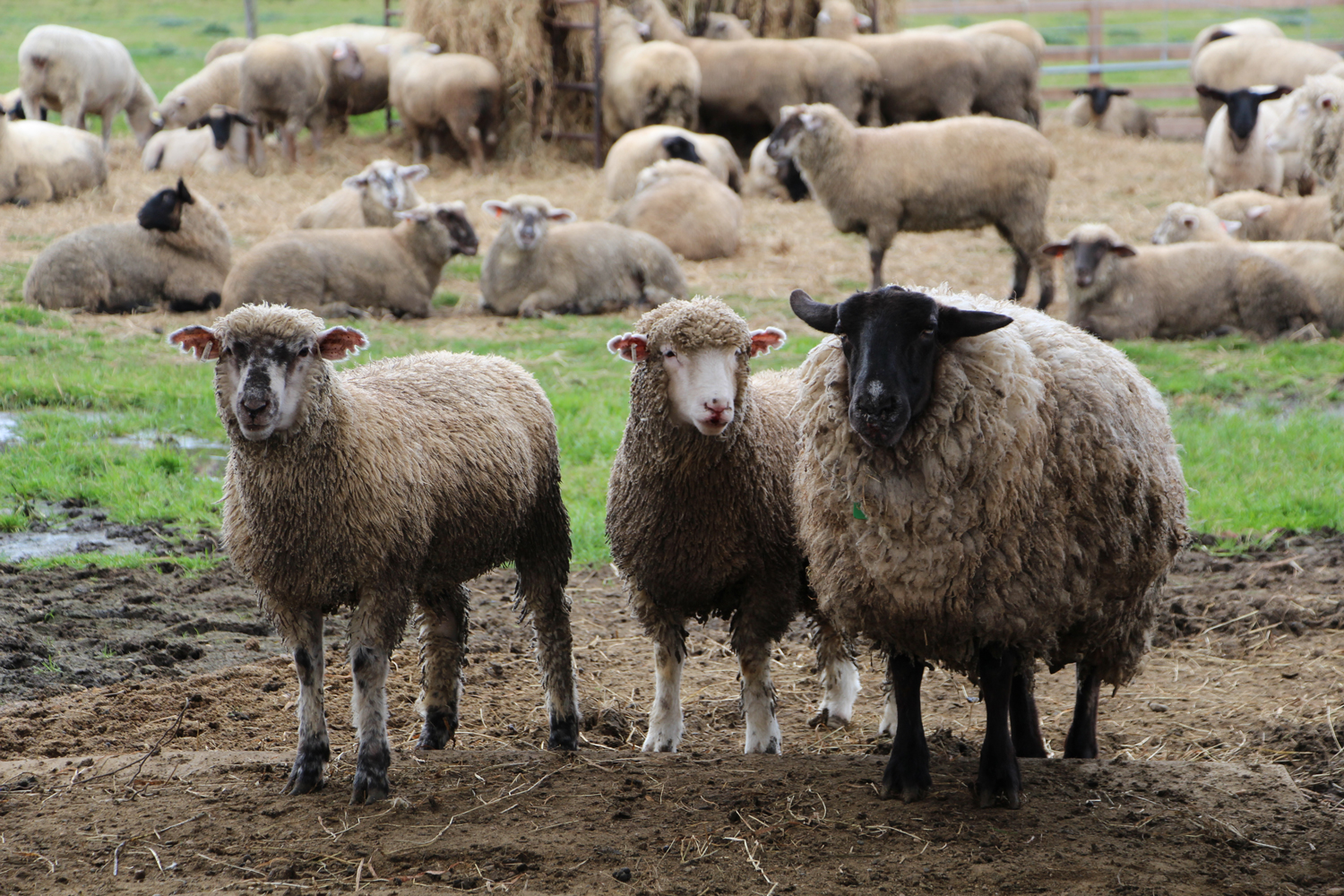 黒い顔の羊がサフォーク種。（北海道のめん羊牧場にて筆者撮影）