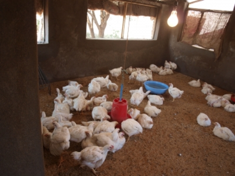 収入が得られない農閑期にも収入が得られるよう、女性たちが考えた養鶏の様子。生産・販売の計画をコットン部で支援・指導する。（提供：フェリシモ / PBP）