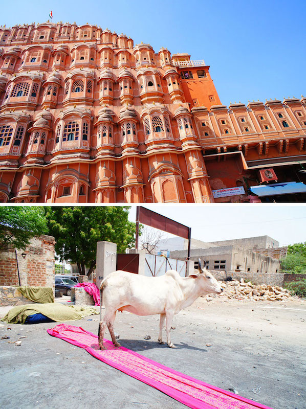 （上段）街を取り囲む城壁をはじめ、全ての建物がピンク色に塗られ、「ピンクシティ」と呼ばれるジャイプール。 （下段）多くの動物が神様のインド。どこで立ち止まろうと動いてくれるのを待つ光景も宮本さんの好きな「インドらしさ」。