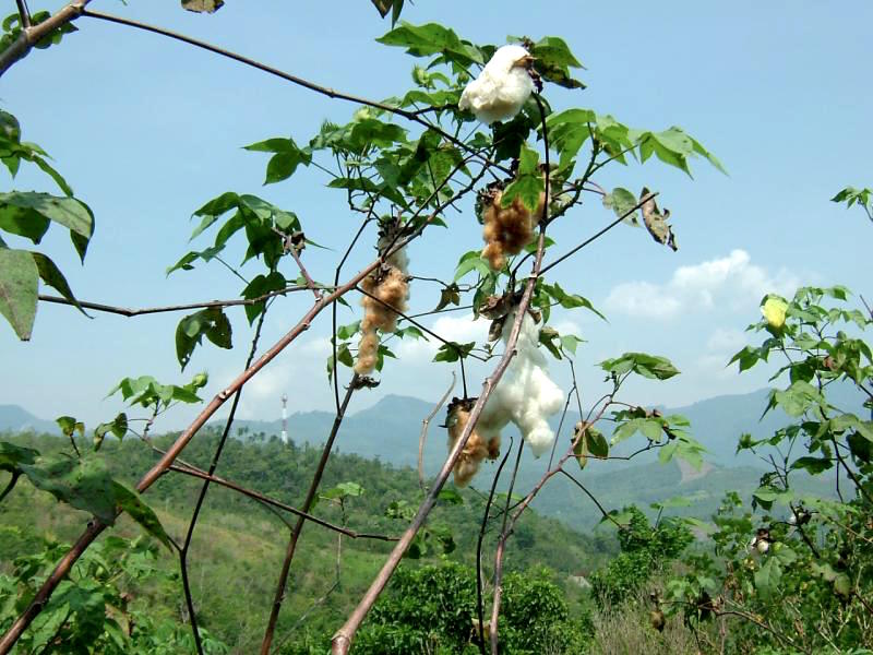 綿は、世界各地の熱帯または亜熱帯地域が原産。花がしぼんでから1カ月ほどで果実が割れ、コットンボールが現れる。ワタは白色だけでなく、緑、青、茶色のものもある。 （Photography: Courtesy of PANOCO TRADING Co.,Ltd.）