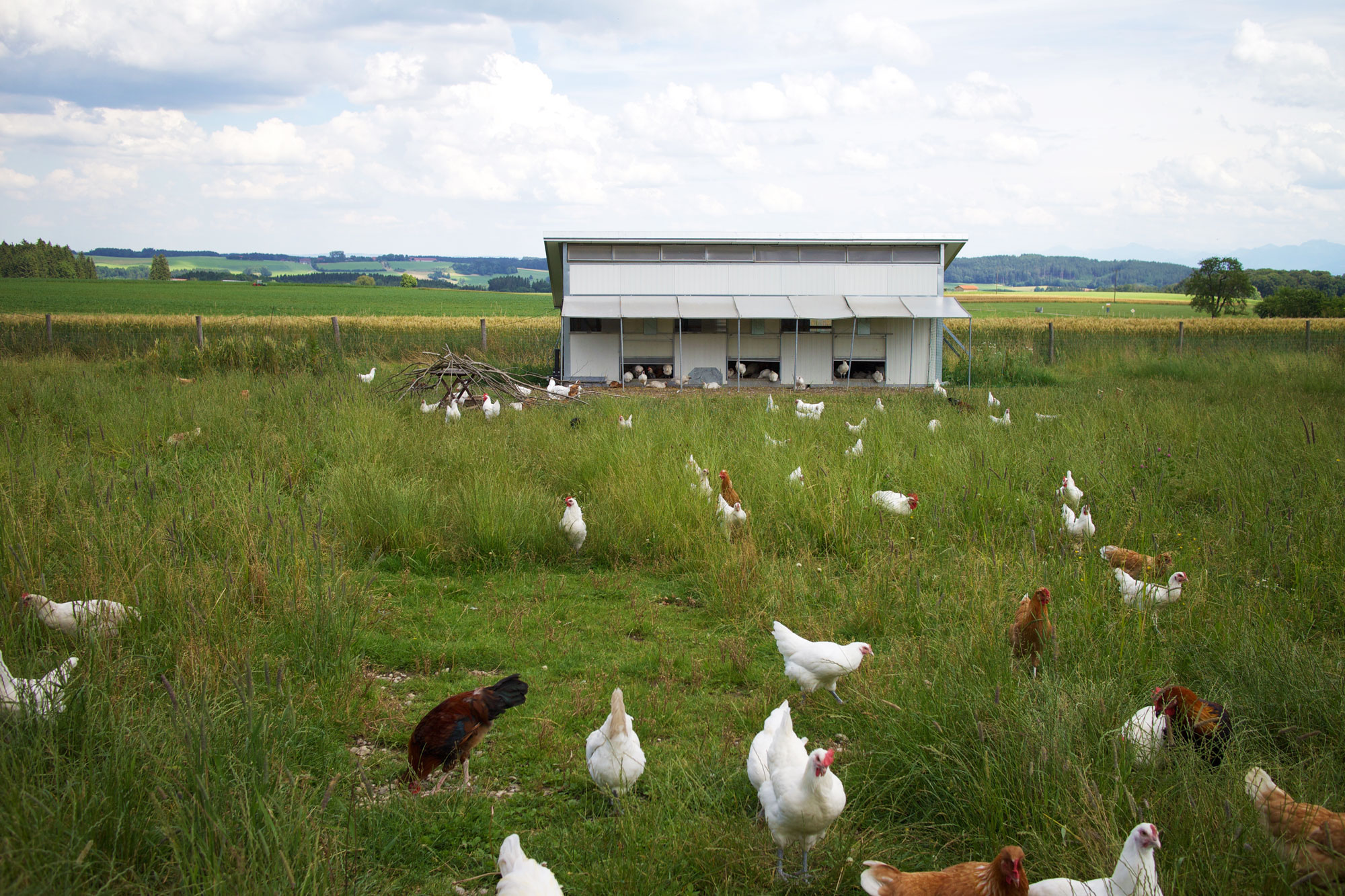 鶏小屋と2種の鶏たち。（Photography: Mayuko Nakaishi）