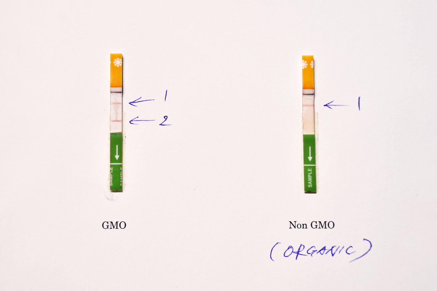 bioRe®の生産現場では、遺伝子組換え（GMO）種が紛れ込まないよう、栽培の各段階でチェックしている。 セミナー中、笑いを誘ったのは、bioRe®が採用する「種がNon-GMOかGMOか調べる方法」について。 皮肉にも、チェックに使用するキットは、GMO種の世界的種メーカー・モンサント社のもの。 「まるで妊娠検査薬ですよ」とRawal氏が使い方を実演。 種を粉末状にして溶かした駅に専用の紙を漬けると、数分で線が浮き上がる。1本ならNon-GMO。2本ならGMO。 モンサント社が、自社のGMO種かどうかを確認するために開発された。